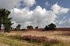 Lneburgerheide Graslandschaft Bltezeit Naturfoto Hgel Skyline Wolkenstimmung