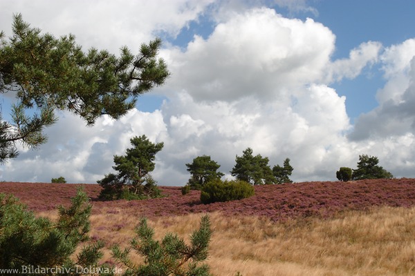 Heidehgel Bltezeit unter Wolken Kieferbume in Heidegras Landschaft Naturfoto