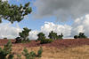 Heidehgel Bltezeit Naturfoto Kieferbume Graslandschaft Wolkenstimmung Heidebild