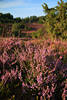 911912_ Heidestrauch violett-lila Erikakruter Blten Naturbild in grner Landschaft am Totengrund Blick