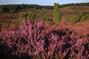 Heidestrauch Erikastrauch lila violett Farben Heidekraut in Bltezeit vor grner Totengrund Landschaft
