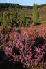 911922_Heidelandschaft Panorama im Totengrund Naturfoto: Strucher lila-violett blhen in Grn-Wacholder