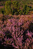 911923_ Wilseder Heidelandschaft Naturfoto: blhende Heidekraut vor Wacholder in Abendsonne ber Tal