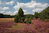 911795_Heidelandschaft Panorama Naturbild: Wacholder in violetten Heidekraut unter Schnwetterwolken