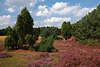 911799_Heidelandschaft Naturbild: violett Bltenteppich lila Heidestrucher+Wacholder unter Wolken