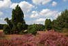 911801_Wacholder in violetten Heidelandschaft Naturbild: blhende Bltenpracht in Schnwolken