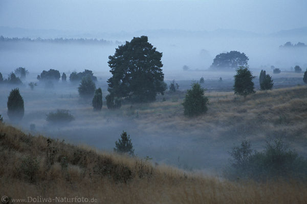 Heide im Nebel Dmmerung Naturbild