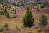 Heidetal lila blhende Natur in Bild Heidestrucher grne Bume Landschaftsfoto Totengrund Kalendermotiv
