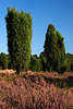 59260_Wacholder-Sulen Naturfoto Juniperus communis blhende Heidelandschaft blooming heath-landscape