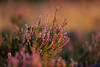 Heidestrauch-Blte Bild in Abendlicht lila blhende Heidekraut