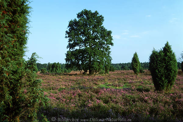Bume blhender Heidelandschaft Foto, grne Pflanzen Baum Strucher im Naturschutzgebiet