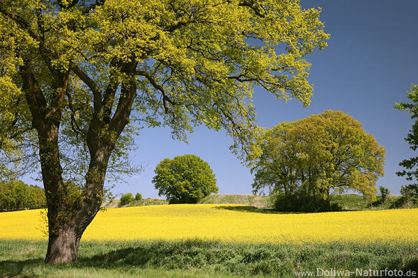 Rapsfeld grne Bume gelbe Frhlingslandschaft romantisches Naturbild