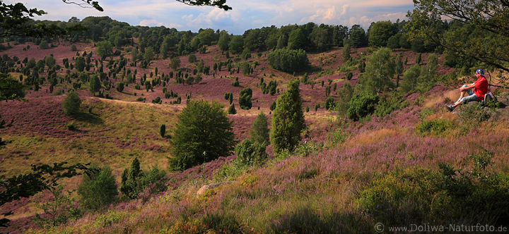LneburgerHeide Naturblte-Panorama mit Wanderer
