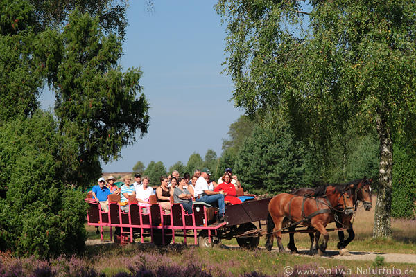 Pferdekutsche Bilder mit Touristen Wanderweg Fahrt in blhende Heide Naturschutzgebiet