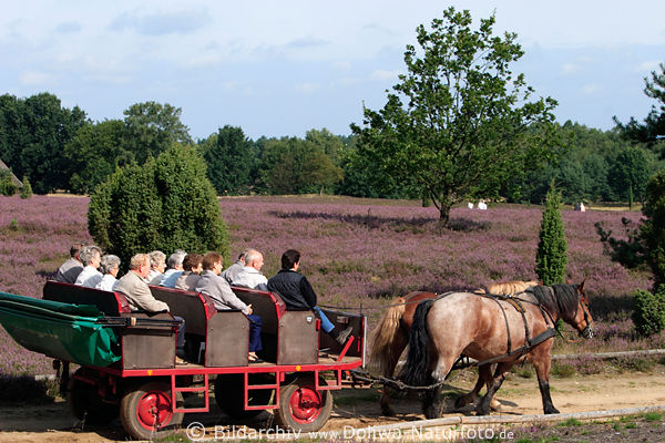 Pferdegefhrt mit Senioren an Bord Kutschfahrt auf Heideweg bei Erikablte Fotografie