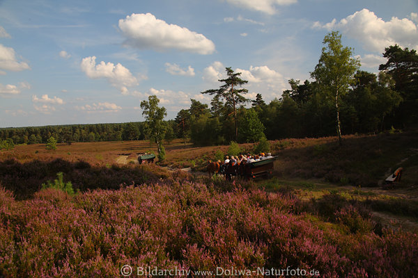 Kutschenpaar bei Fahrt auf Heideweg kutschieren durch Schwindebecker Heide Landschaft Naturbild