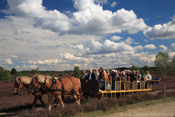 Kutschwagen mit Heide-Urlauber Pferdefahrt in Bltezeit Reisefotografie Ausflug in Naturlandschaft