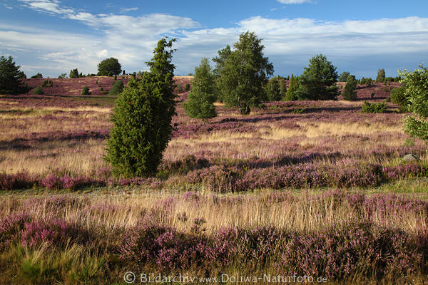 Wilseder-Berg violett Bltezeit Naturbild blhende Heide