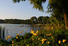 Klschwen Brassendorf Wildblumen Wasserufer Hessen-See in Masuren Naturfoto