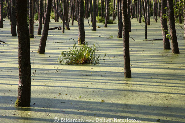 Sumpflandschaft-Baumstmme in Wasser Masuren Fotokunst Sonne lange Schatten Naturbild