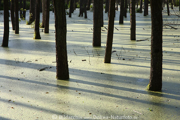 Sumpfwasser Baumstmme in Licht Schatten Fotokunst in Masuren Landschaft