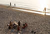 Ostseestrand Misdroy Sandurlauber Menschen Paare spazieren am Wasserufer liegen