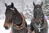 40656_Schlittenpferde Portrt im Lauf auf Schnee in Frost & Schwei bei Pferdeschlitten Ausflugsfahrt