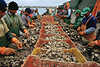 Fischerei-Arbeiter subern Austern Kisten Meeresfrchte Muscheln sortieren
