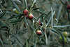 Portugal Algarve Naturfrchte des lbaum Olea europaea Oleaceae olivo acebuche